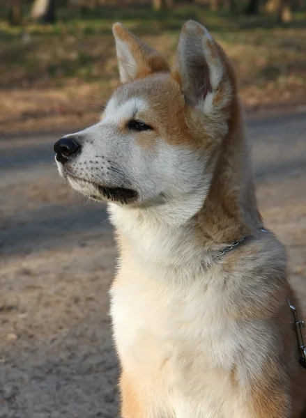 Akita inu — Fotografia de Stock