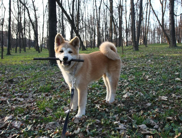 Akita Inu. — Foto de Stock