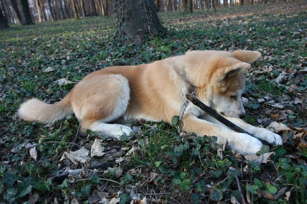 Akita Inu. — Foto de Stock