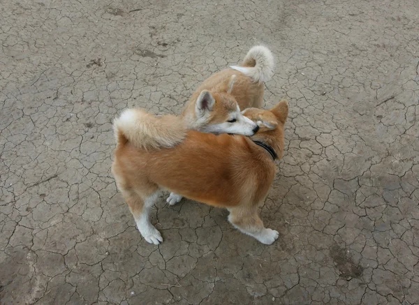 Akita inu — Stock fotografie