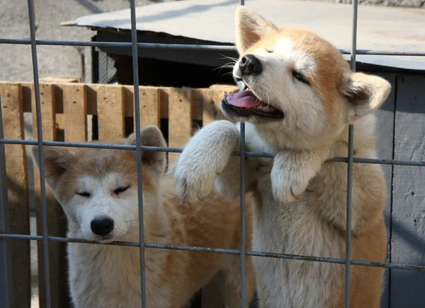 Akita inu — Stock fotografie