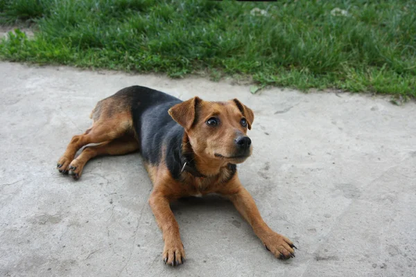 Cane randagio — Foto Stock