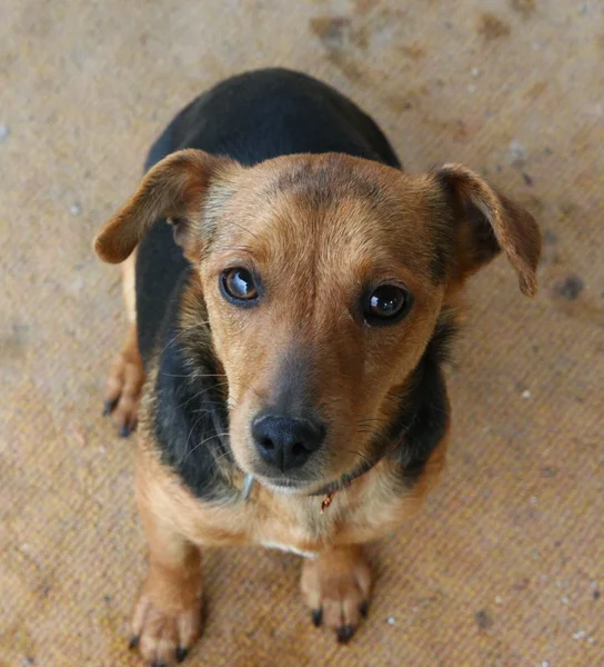 Mongrel dog — Stock Photo, Image