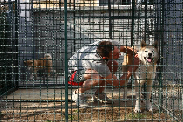 Akita Inu. — Foto de Stock