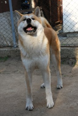 Akita Inu