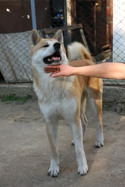 Akita inu — Zdjęcie stockowe