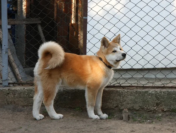 Akita inu — Zdjęcie stockowe