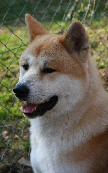 Akita inu — Stockfoto