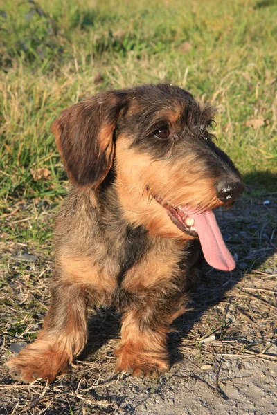 Coarse haired dachshund — Stock Photo, Image