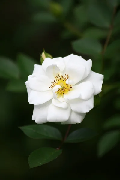 Rosa branca — Fotografia de Stock