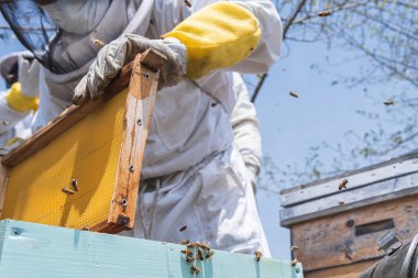 Tanınmayan bir adam bal peteğine bal toplamak için bir kutu yerleştiriyor.