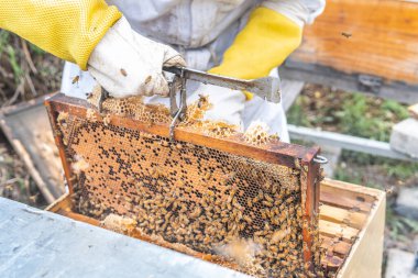 Tanınmayan kişi, aletini bal peteği çerçevesine sokuyor. Arıcılık konsepti