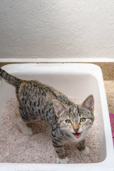 Küçük gri kedi kameraya bakıyor, tuvaletini yapıyor ya da çöp kutusuna sıçıyor.