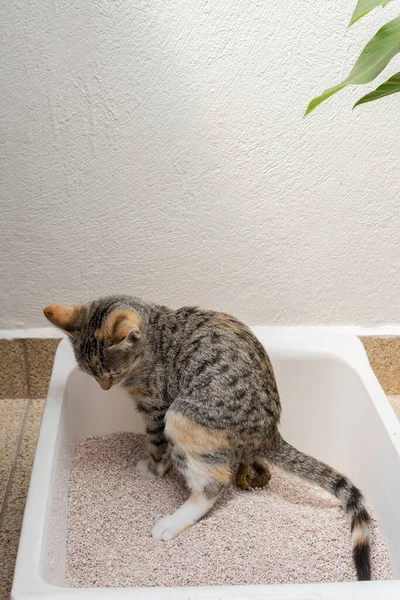 Bahçedeki çöp kutusuna dışkılayan gri bir kedi.