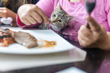 Masada bir kediyle yemeğini paylaşan tanınmayan bir kadın.