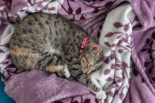 Gray Cat Sleeping Purple Blanket — Stockfoto