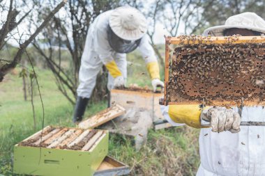 Tanımlanamayan bir kişi arka planda odaklı olmayan bir işçiyle bal peteği çerçevesini kontrol eder