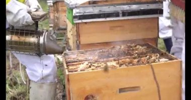 Close-up of Beekeepers extracting honey from a honeycomb with a smoker and tools 
