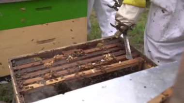 Beekeeper selecting honey bee frames with bees on honeycomb in foreground in field