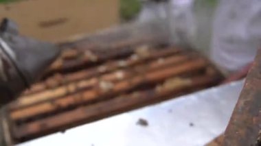 Beekeepers extracting honey from a honeycomb with a smoker and tools