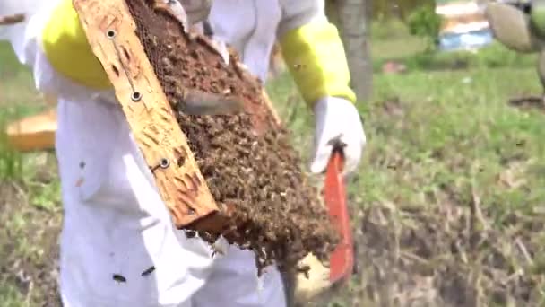 Бджолярі Видаляють Завантажені Медоносні Комірки Розміщують Нові Щоб Збирати Мед — стокове відео