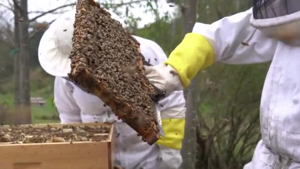Beekeeper Supervising Honeycombs Loaded Honey Passing Frames His Companions Storage — Stockvideo