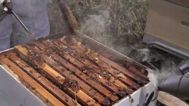 Крупный План Пчеловодов Добывающих Мед Сотовых Сотов Курильщиком Инструментами — стоковое видео