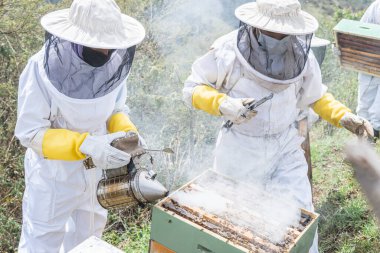 Two beekeepers man and woman put smoke with the smoker to collect the harvest of bee honey on the honeycombs in the field clipart