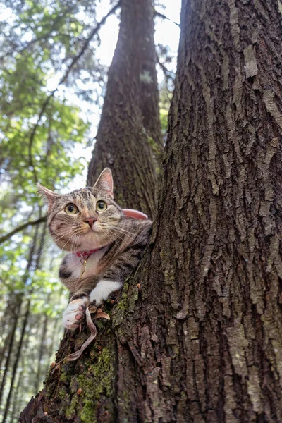 Tabby Cat Looking Attentively Tree Forest —  Fotos de Stock