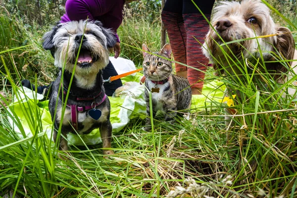 Two dogs and a cat walking in the field with two unrecognizable people in the grass