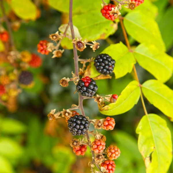 Blackberries — Stock Photo, Image