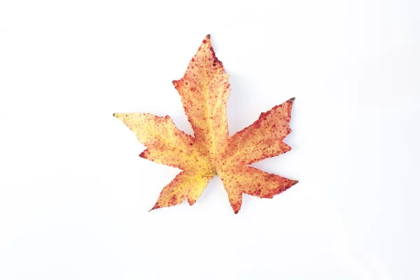 Hoja de arce de otoño aislada sobre fondo blanco Imagen de stock