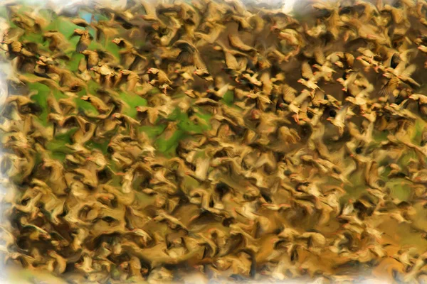 群れの形成におけるレッド クイーアの鳥の油絵のイラスト これらの鳥達は アフリカ南西部で見られるように 巨大なグループに集まります 自然の中での動きと行動を魅了する抽象美術 — ストック写真