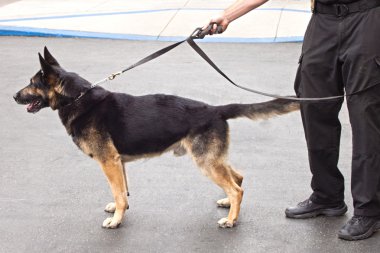 Polis k-9 tasmalı