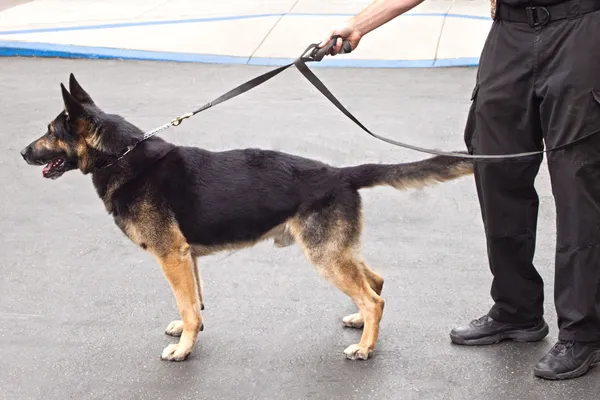 Police K-9 on a Leash — Stock Photo, Image