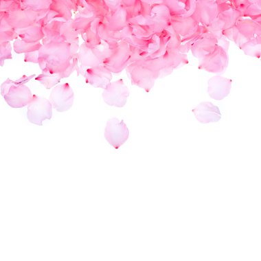 Pink rose petals on white background clipart
