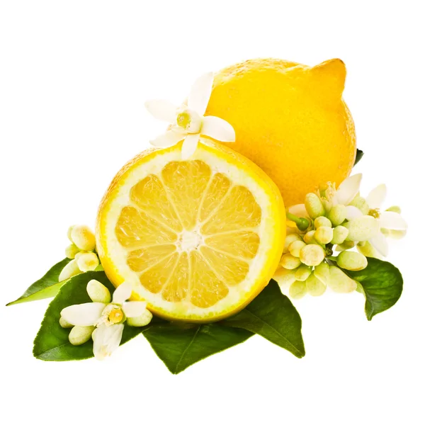 Flores de limonero sobre un limón aislado sobre fondo blanco —  Fotos de Stock