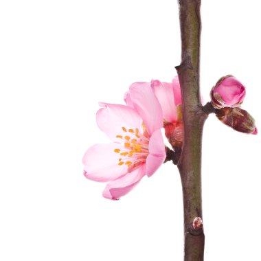 badem ağacı pembe çiçekler