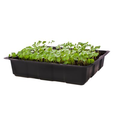 kutusunda yeşil sürgünler