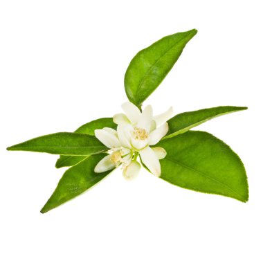 Orange tree flowers and green leaves orange isolated on white background clipart