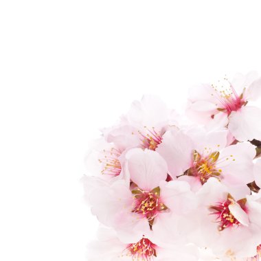 pembe badem çiçeği