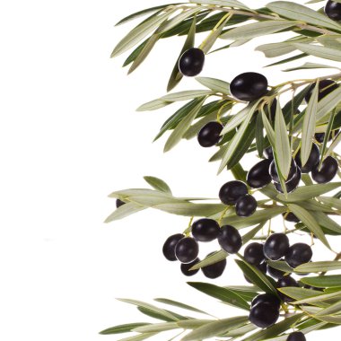 siyah zeytin
