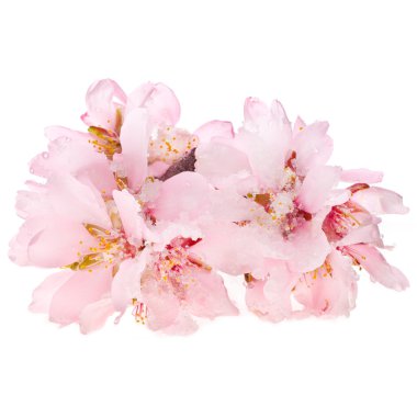 pembe badem çiçeği