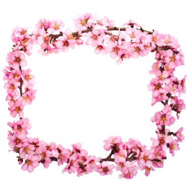 Bahar çiçekli dallar