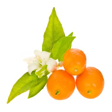 Beyaz arka plan üzerinde izole bir turuncu meyve portakal ağacı çiçekleri
