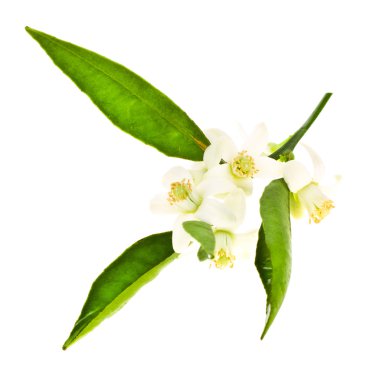 portakal ağacı çiçek beyaz zemin üzerine izole dal.