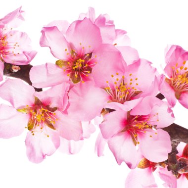 badem ağacı pembe çiçekler