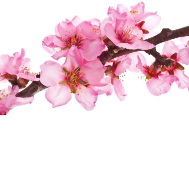 badem ağacı pembe çiçekler