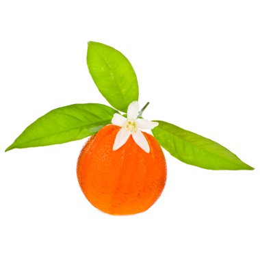 Turuncu meyve portakal ağacı çiçekleri