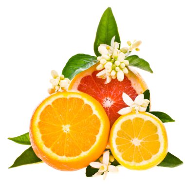 Citrus fruits - oranges, grapefruit and lemon clipart